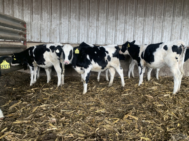 (8) Holstein heifer calves